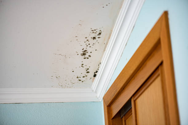 Best Kitchen Mold Remediation in Athens, AL